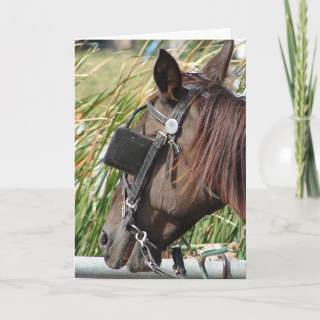 Amish Horse At the Hitching Post Card (Front)