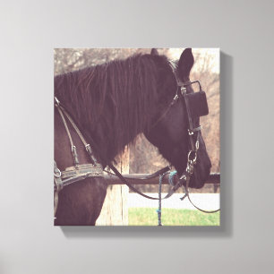 Amish Horse Canvas Print