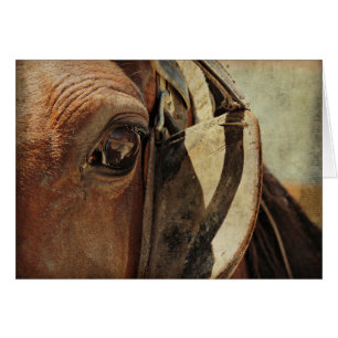 Amish Horse Eye