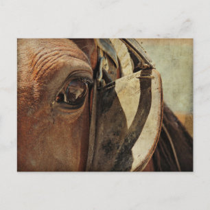 Amish Horse Eye Postcard