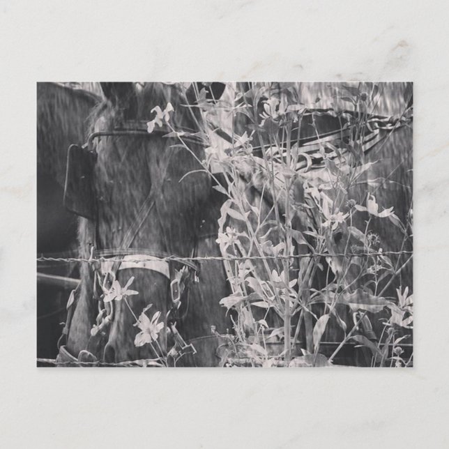 Amish Horse in Black and White Grunge Postcard (Front)