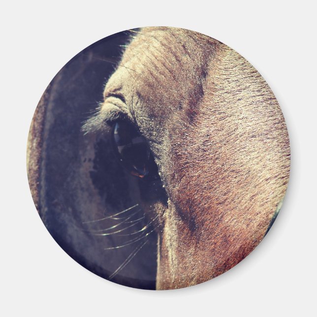 Amish Horse Magnet (Front)