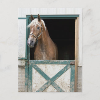 Amish Horse Postcard