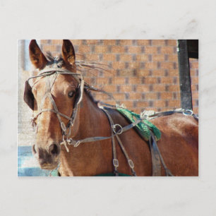 Amish Horse Postcard