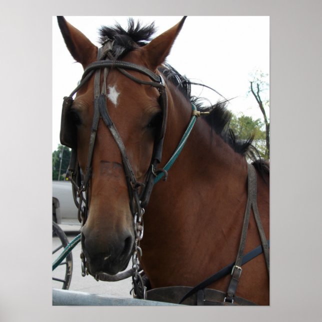 Amish Horse Poster (Front)