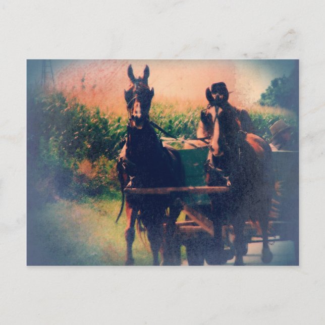 Amish Horse Team Postcard (Front)