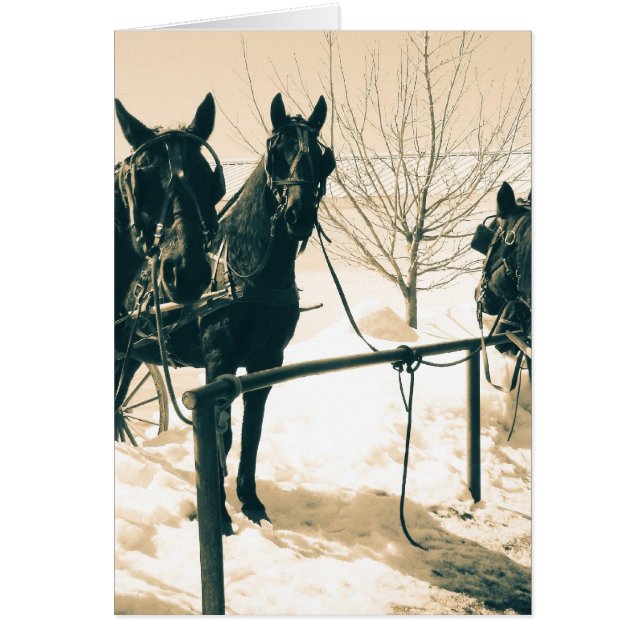 Amish Horses (Front)