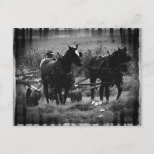 Amish Horses in Hay Field Working Postcard