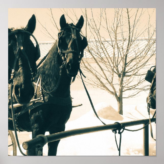 Amish Horses Poster (Front)