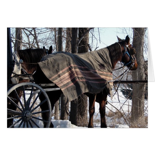 Amish Horses Waiting In Winter (Front Horizontal)