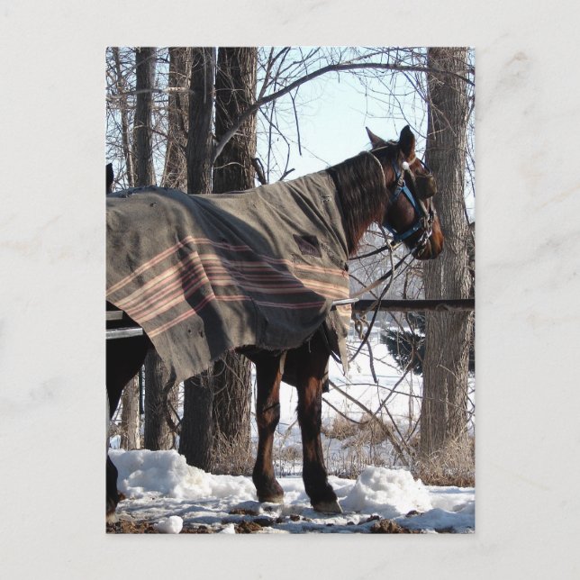 Amish Horses Waiting In Winter Blanket Postcard (Front)