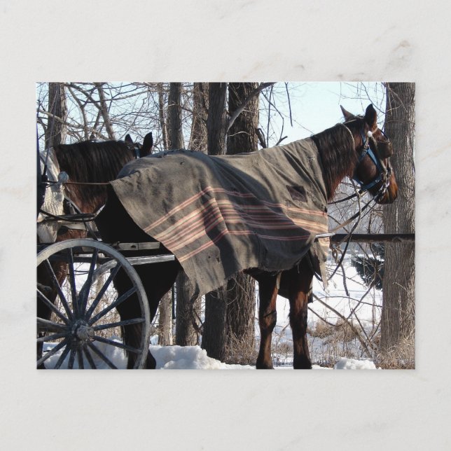 Amish Horses Waiting In Winter Postcard (Front)