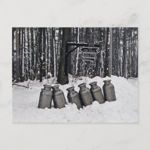 Amish Milk Cans-Postcard Postcard