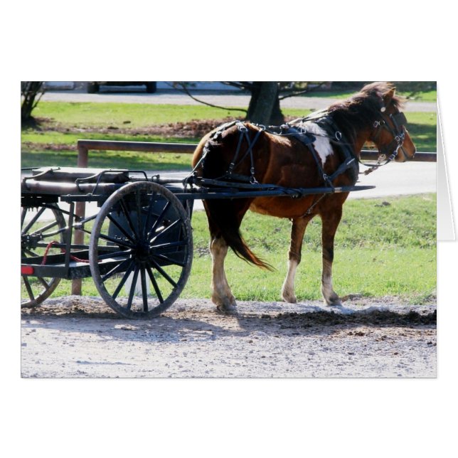 Amish Pony Part Toutes les occasions Carte de voeu (Devant horizontal)