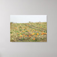 Amish Pumpkin Patch Photography Wall Art