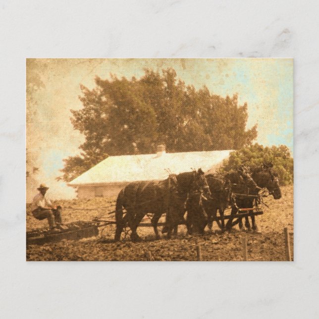Amish Team Postcard (Front)