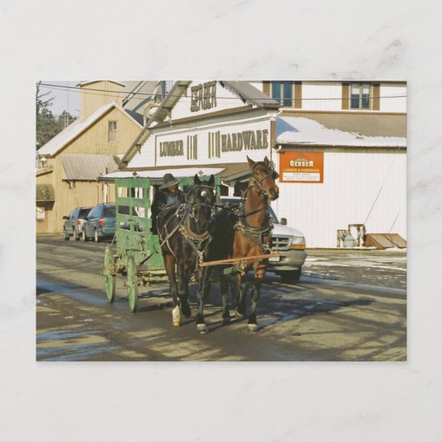 Amish U-Haul Team-Postcard Postcard (Front)
