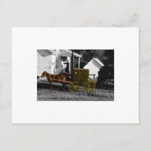 amish woman postcard