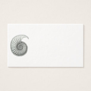 Ammonite