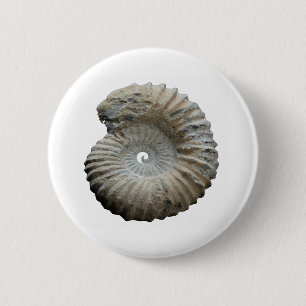 ammonite 2 inch round button