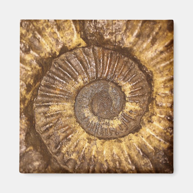 Ammonite (Arietites sp.) from the Lower Jurassic Magnet (Front)