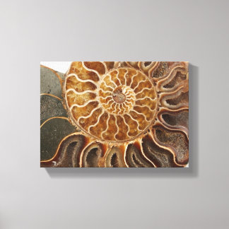 Ammonite Art Print
