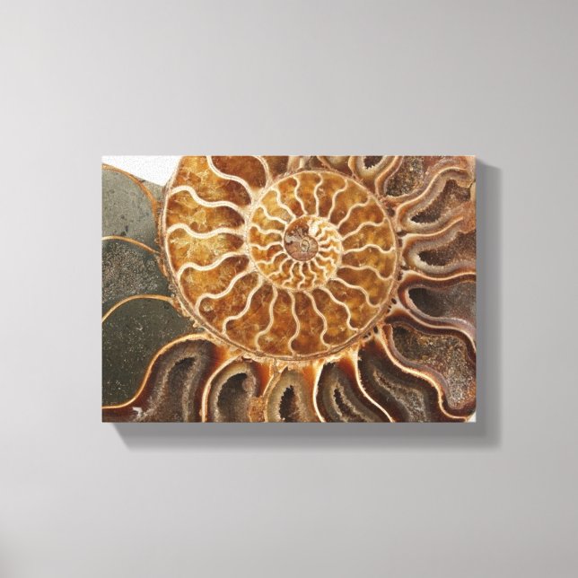 Ammonite Art Print (Front)