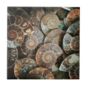 Ammonite bundle tile