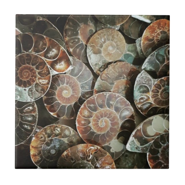 Ammonite bundle tile (Front)