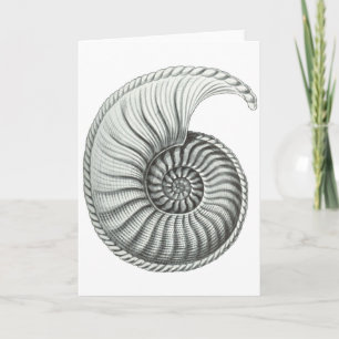Ammonite Card