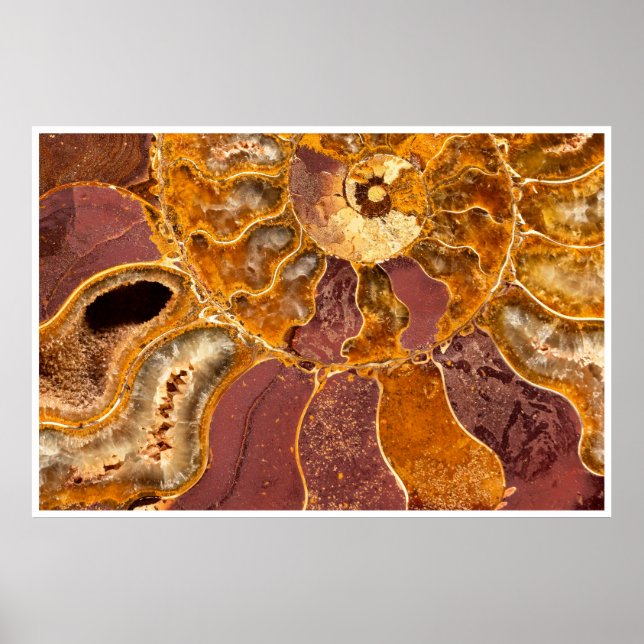 Ammonite Fossil Close-Up Print Ancient Marine Art (Front)