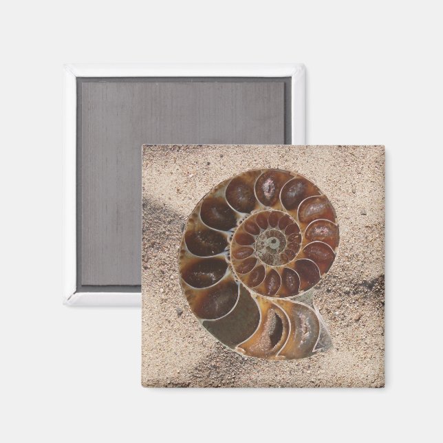 Ammonite Fossil Magnet (Front/Back)