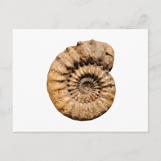 Ammonite Fossil Postcard (Front)