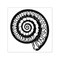 Ammonite Fossil - Spiral Seashell