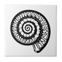 Ammonite Fossil - Spiral Seashell