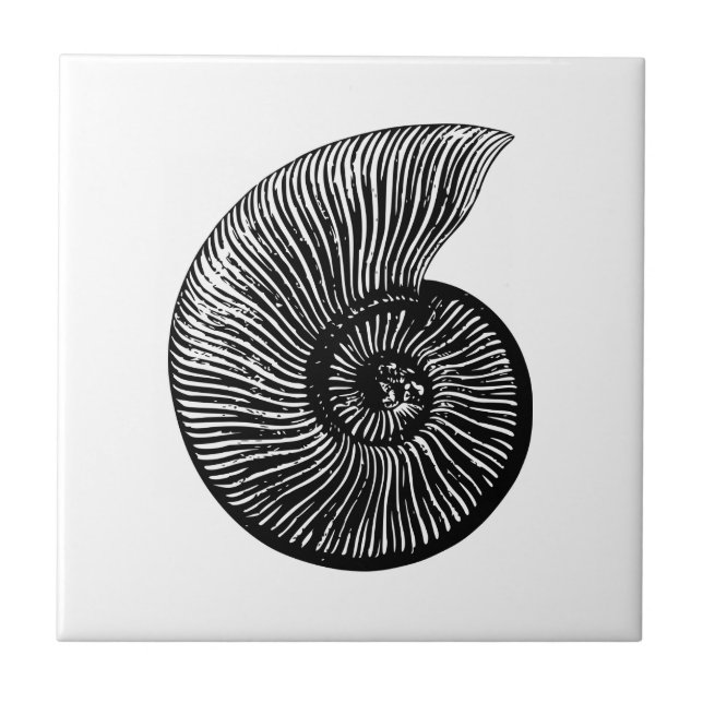 Ammonite Fossil Tile (Front)