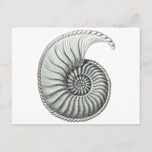 Ammonite Postcard