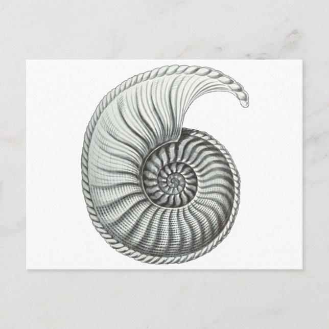 Ammonite Postcard (Front)