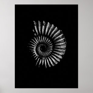 Ammonite White on Black Poster