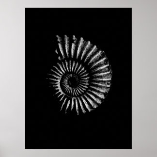 Ammonite White on Black Poster