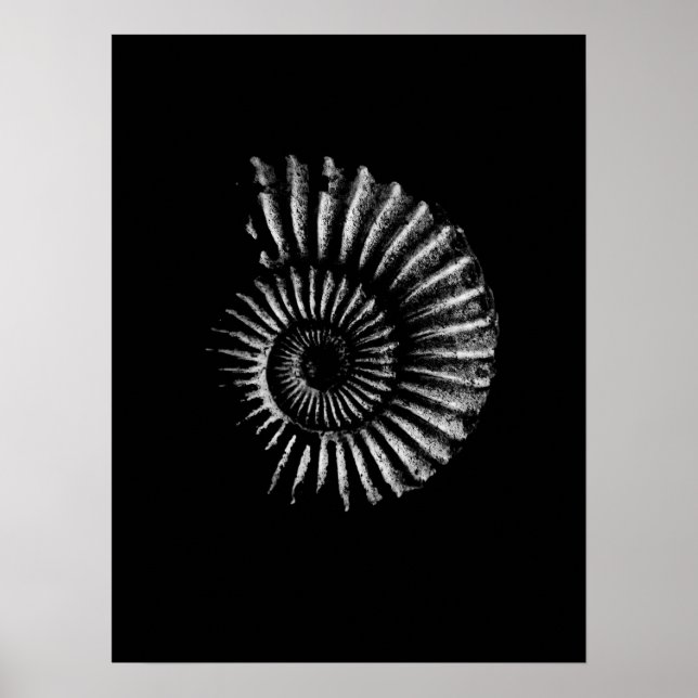 Ammonite White on Black Poster (Front)