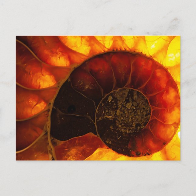 Ammonite with background illumination, Cleoniceras Postcard (Front)