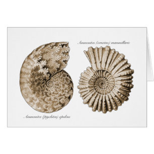 Ammonites