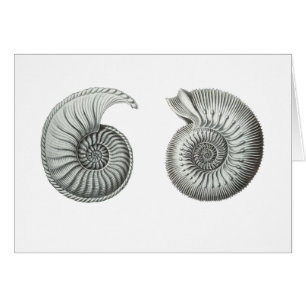 Ammonites