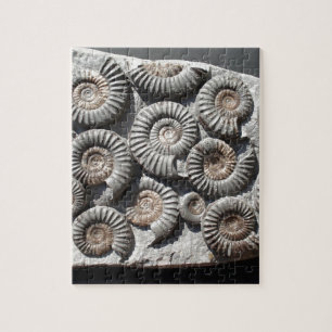 Ammonites On Rock Photo Jigsaw Puzzle
