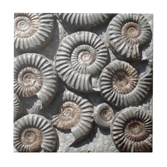 Ammonites On Rock Photo Tile (Front)
