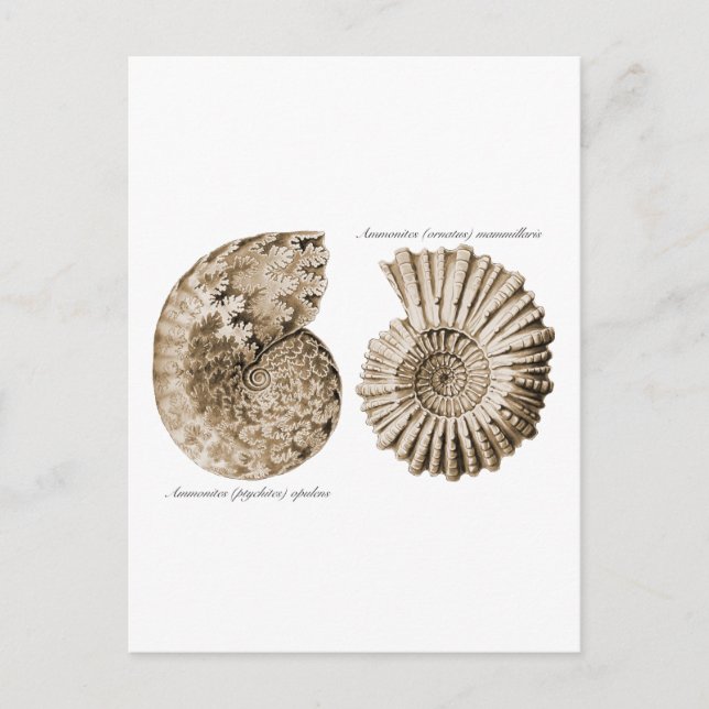 Ammonites Postcard (Front)