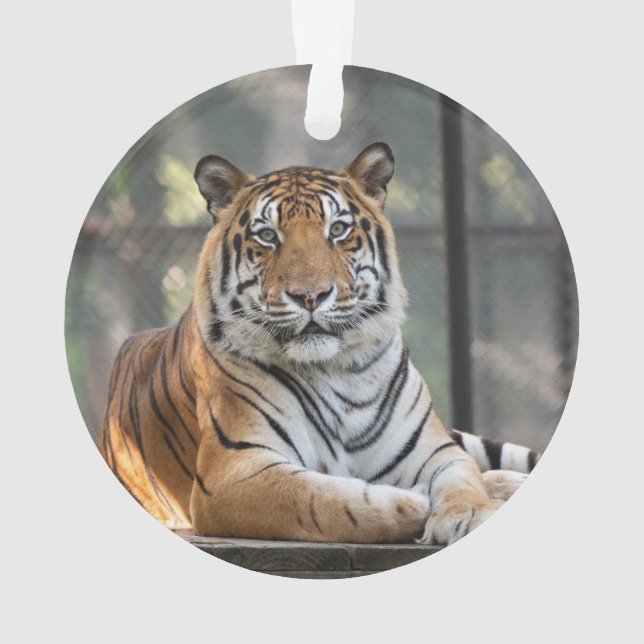 Amol - ornament (Back)