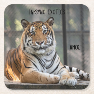 Amol - square paper coaster
