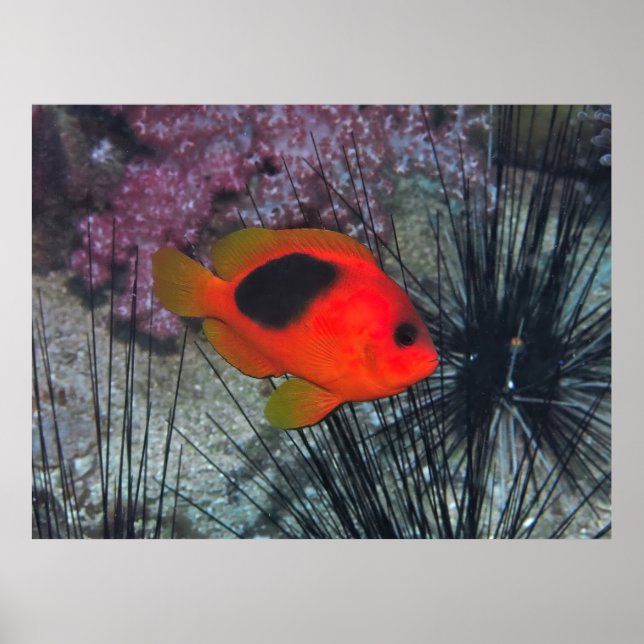 Amongst the Urchins Poster (Front)